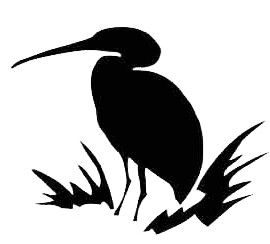 Black heron standing among marsh grasses